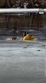 Firefighter Rescues Dog From Frozen Pond