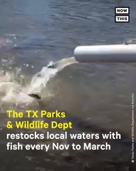 Texas Shoots 1,000 Rainbow Trout Into Pond