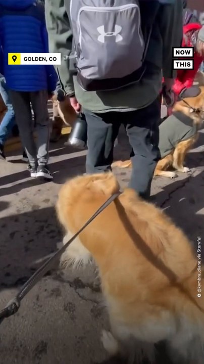 Dog Owners Celebrate Golden Retriever Day in Golden, CO