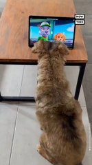 This Dog Loves Watching 'Paw Patrol'