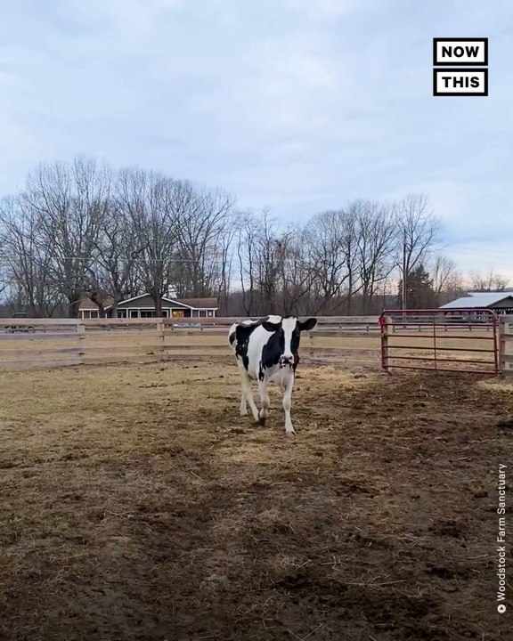 See Farm Animals’ Transformation After Living in Sanctuaries