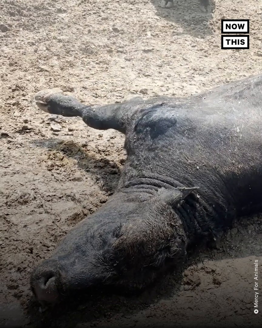 ⁣Investigation Reveals Animals Suffering From Extreme Heat