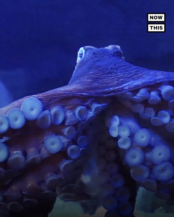 Lobsters, Crabs, & Octopuses Are Sentient Beings, UK Bill Says video