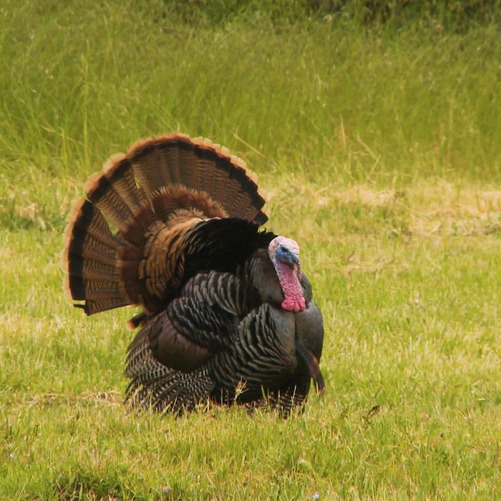 Thrillist Explorers: Turkey In Memoriam