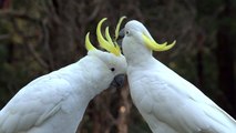 big-white-birds-caressing-each-other