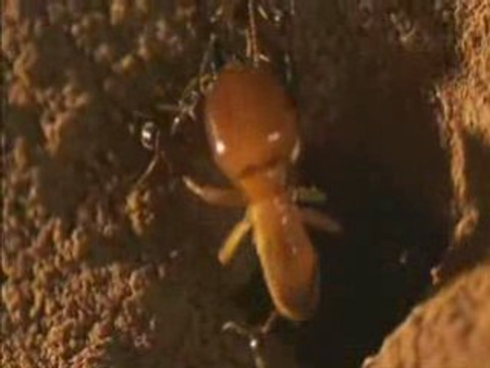 Fourmis vs termites 4.5