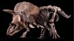 Histoire : Big John, le plus grand tricératops jamais exhumé vendu à Paris