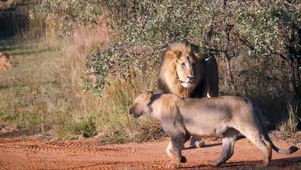 mixkit-a-herd-of-lions-walking-11054-medium