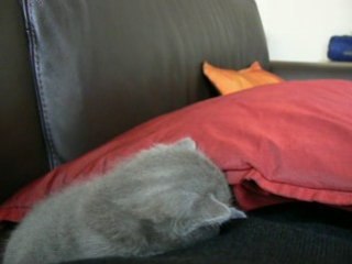 Doc - Chaton de moins de 3 semaines