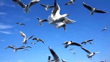 flock-of-seagulls-in-the-sky