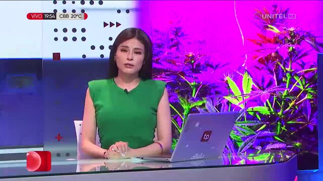 El Alto: Invernadero de producción de plantas de marihuana usaba técnicas colombianas