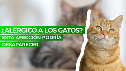 ¿Tienes alergia a los gatos? Con este gen pronto podrían desaparecer