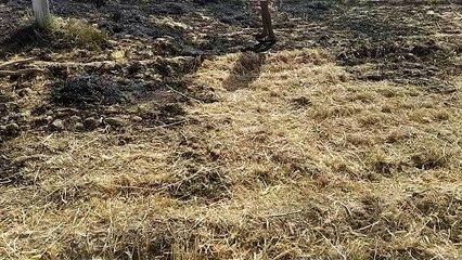 Video : मेहनत की फसल को लग रहा करंट का झटका