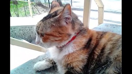 I Will Move My Ears, Cute Cat Wants Attention