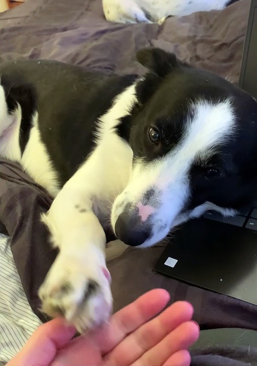 Border Collie Insists on More Pets