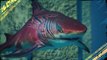 Maneater - Le skin Tiger Shark est désormais disponible pour tous les joueurs