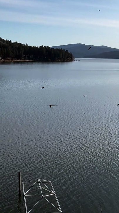 Duckling Evades Eagles Hunting on Lake