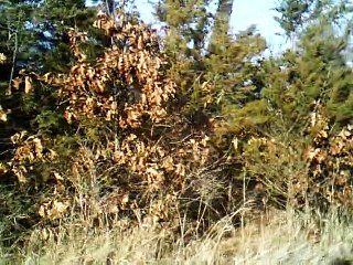 believe me if all those enduring young charms 120 bpm vocals