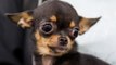 A chihuahua was reunited with its owner after being stolen 10 years ago