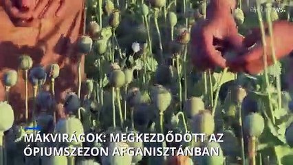 Mákvirágok: megkezdődött az ópium betakarítási szezonja Afganisztánban
