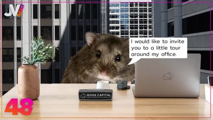 JVCOM Daily Hamster cryptomonnaie