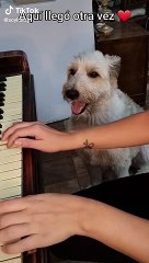Korsy: Perrito se viraliza en TikTok por su talento para cantar