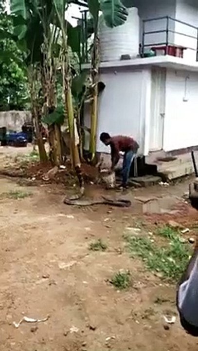 Cobra battling in heat