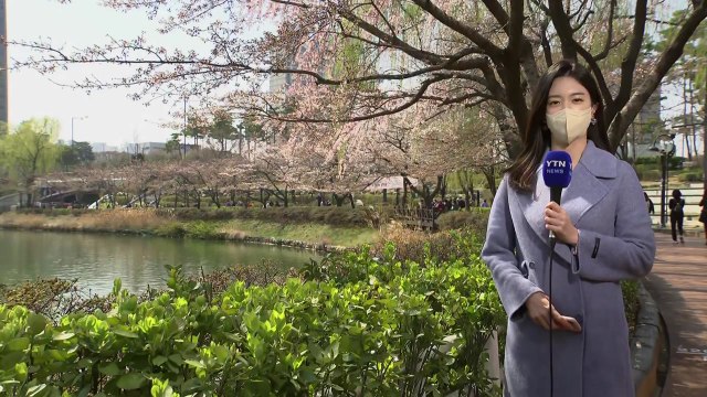 [날씨] 3년 만에 열린 서울 벚꽃길...이번 주 본격 개화 / YTN