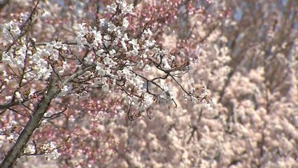 각종 봄꽃 활짝...물씬 풍기는 봄 내음에 시민들 북적여 / YTN