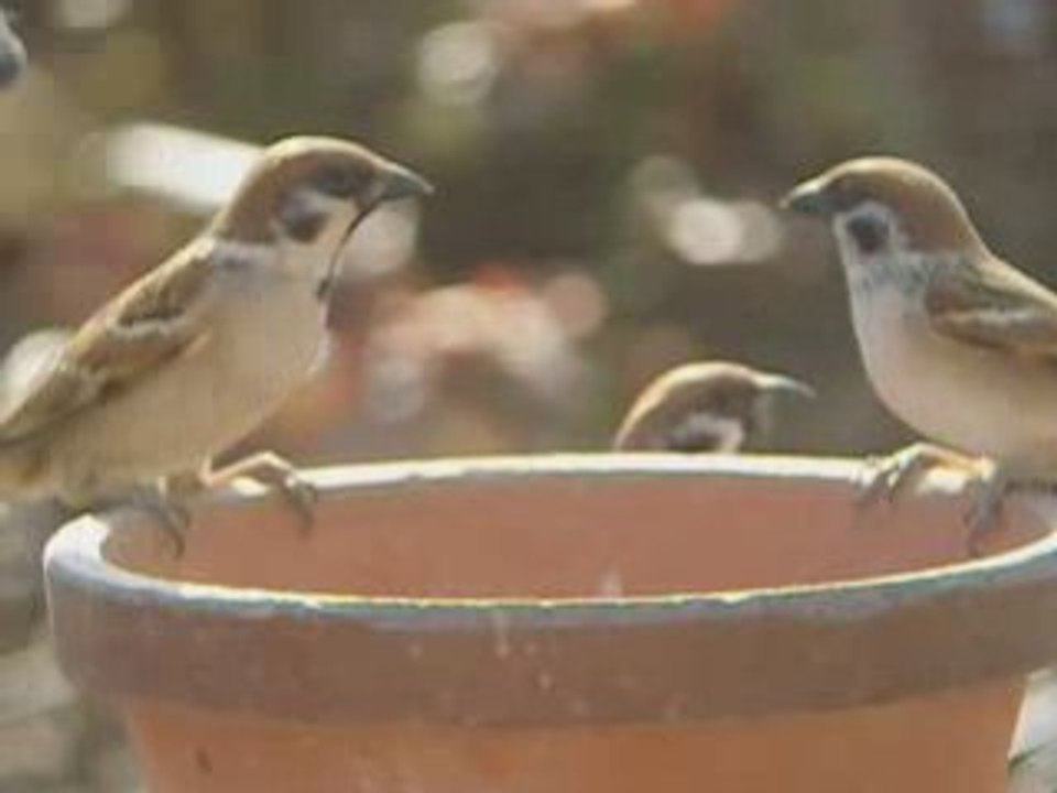 Passer_Montanus