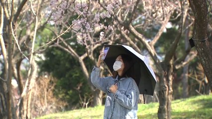 각종 봄꽃 활짝...봄나들이 나온 시민들로 수목원 '북적' / YTN