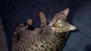 Cat Funny videos | Cat Video | Cats | Cat Fun Moments | SINGH STATUS GALLERY