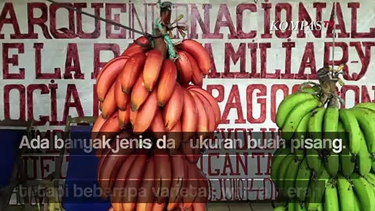Pisang Meningkatkan Kesehatan Jantung, Pencernaan, dan Tekanan Darah? Ini Kandungan Buah Pisang
