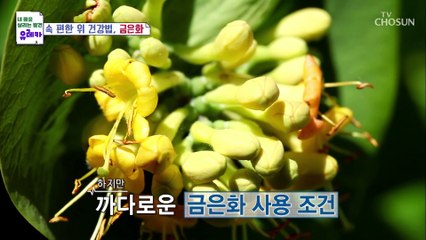 속 편한 세상 위암 예방에도 도움을 주는 ‘금은화’ TV CHOSUN 20220403 방송