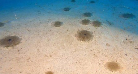 'Denizanası popülasyonu haziranda bitecek'