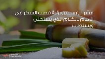 رؤية قصب السكر في المنام وتفسير حلم عصير القصب