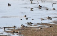 Kar sularının oluşturduğu göletler göçmen kuşlarla şenlendi