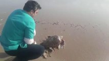 BALIKESİR - Tedavisi tamamlanan yeşil deniz kaplumbağası denize bırakıldı