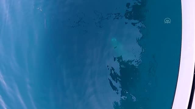 ÇANAKKALE - Kılıç balığı avında oltalarına yaklaşık 500 kiloluk köpek balığı takıldı