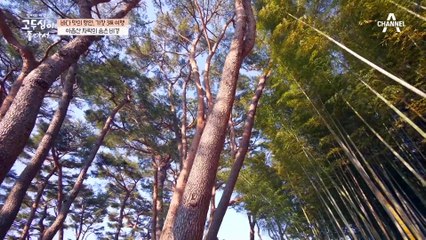 영화 같은 풍경을 자랑하는 오래된 숲, 아홉산 자락의 숨은 비경