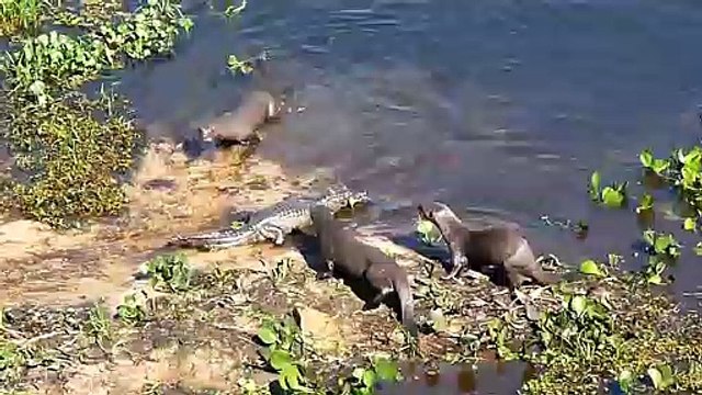 Ces loutres n'ont pas peur des crocodiles