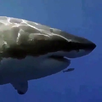 Un petit poisson courageux nage devant un grand requin blanc