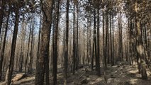 BALIKESİR - Ormanlık alanda çıkan yangın kontrol altına alındı