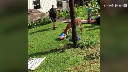 World’s Funniest Animals S02E16