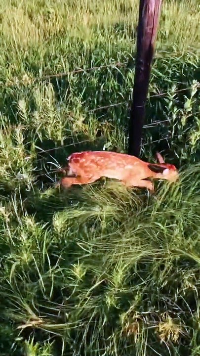 Twice Helping a Stuck Fawn