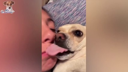 Wanna Feel Happy All Day Long? Then Watch These Adorable Pets 