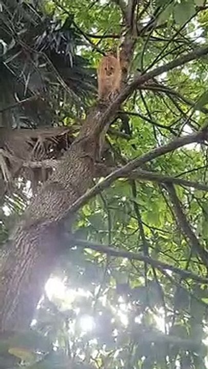 Kitty Suddenly Jumps from Tree to Owner