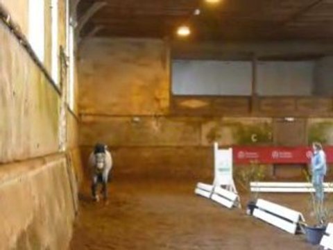 Etalons Poney Haras du PIn Mars 2008 SUULATIK'S VERSAGE