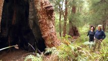 Calls to reconsider a prescribed burn of an ancient tingle forest on WA's south coast