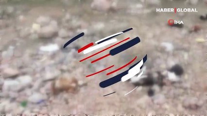 Ankara’da korkunç olay! 7 yavru köpek ölü bulundu